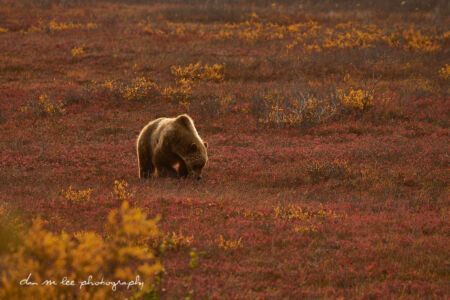 Alaska Travel Photography by Dan M Lee